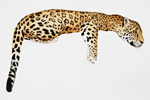 Images Dated 6th January 2007: Panthera pardus, Leopard lying on its front, perching on invisible tree branch, side view
