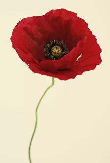 Images Dated 31st May 2011: Papaver Glaucum