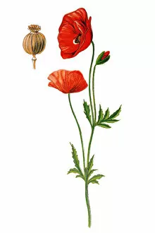 Flower Art Collection: Papaver rhoeas (common names include common poppy, corn poppy, corn rose, field poppy)