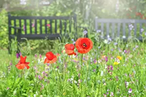 Prints of Wildflower Meadows Wildflower Meadow Prints: Papaver rhoeas, with common names including common poppy