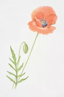 Images Dated 20th June 2006: Papaver rhoeas, Common Poppy