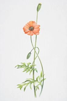 Images Dated 8th August 2006: Papaver rhoeas, Field Poppy, long stemmed plant with a red flower