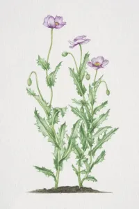 Herbal Prints: Papaver somniferum, flowering Opium Poppy plants in soil