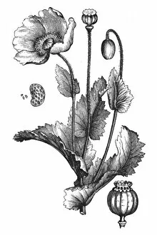 Images Dated 2nd January 2016: Papaver somniferum (Opium poppy)