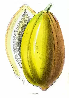 papaya fruit engraving 1857