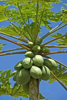 Tropical Tree Gallery: Papaya fruits on a tree, Big Island, Hawaii, North America, United States
