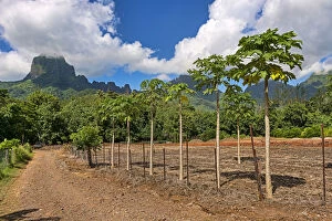 Images Dated 11th March 2013: Papaya plantation, Mo orea, French Polynesia