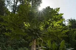 Tropical Tree Gallery: Papaya tree -Carica papaya-, backlit, northern Thailand, Thailand, Asia