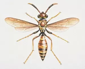 Images Dated 4th May 2006: Paper Wasp, Polistes sp. front view
