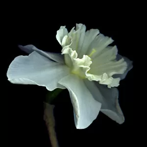 Images Dated 6th May 2011: Paper White Narcissus