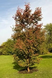 Paperbark maple -Acer griseum-