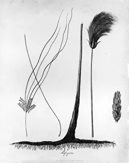 Portrait Plants Prints: Papyrus