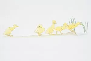 Five Animals Gallery: Parade of five baby ducklings, one slightly behind