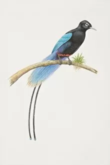 Feathers Collection: Paradisaea rudolphi, Blue Bird of Paradise perched on a tree branch