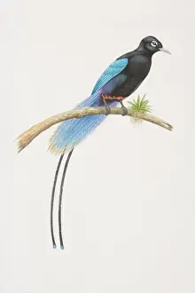 Passeriformes Prints: Paradisaea rudolphi, Blue Bird of Paradise perched on a tree branch
