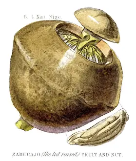 Nut Food Prints: Paradise nut fruit engraving 1857