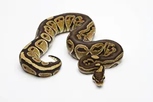 Breeding Prints: Paradox Super Fire Ball Python or Royal Python -Python regius-, male