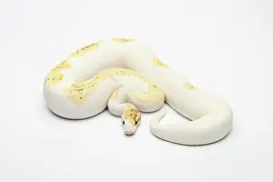 Reptilia Prints: Paradox Super Fire Ball Python or Royal Python -Python regius-, male