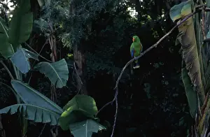 Spanish Prints: Parakeet perched on a branch in the aviary of Loro Parque parrot park in Puerto de la Cruz