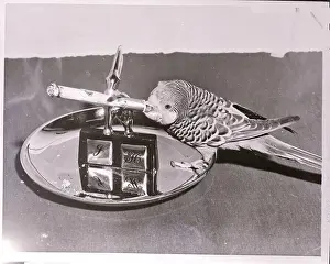 Ashtray Prints: Parakeet Smoking