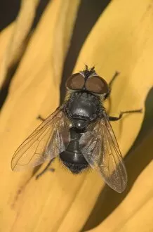 Parasitc fly -Elomya lateralis- on petal of Coneflower -Rudbeckia-, Untergroeningen, Baden-Wuerttemberg, Germany