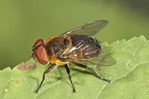 Parasite Fly -Elomya lateralis-, Untergroeningen, Baden-Wuerttemberg, Germany, Europe