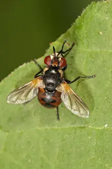True Fly Prints: Parasitic Fly -Gymnosoma nudifrons- Untergroeningen, Baden-Wuerttemberg, Germany, Europe