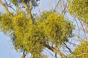 Images Dated 31st December 2012: Parasitic plant, Mistletoe -Viscum album- on a Willow -Salix sp-, riverine vegetation