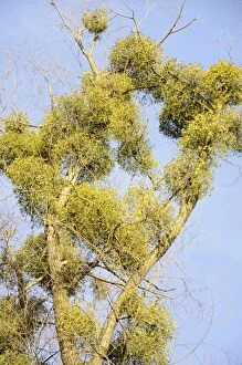 Parasitic plant, Mistletoe -Viscum album- on a Willow -Salix sp-, riverine vegetation, Innufer Aue, bei Rosenheim