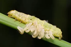 Images Dated 17th July 2010: Parasitic Wasp larvae and caterpillar host