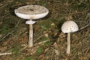 Hans Lang Nature Photography Gallery: Parasol Mushroom (Macrolepiota procera)