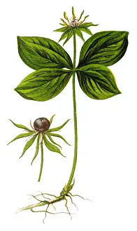 Paris quadrifolia (Herb Paris, True Lovers Knot)