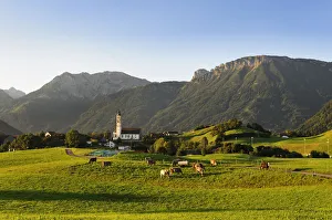 Bovidae Gallery: Parish Church of St. Nicholas in Pfronten, Ostallgaeu district, Allgaeu, Bavaria, Germany, Europe