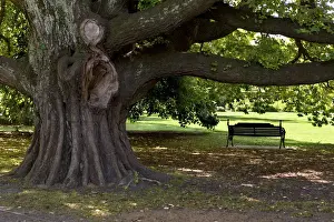 Giant Prints: A park bench under a huge old elm -Ulmus glabra- in Hagley Park