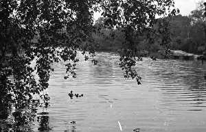 Tranquillity Prints: Park Sanctuary