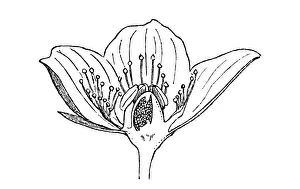 Parnassia palustris