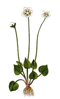 Parnassia palustris, commonly called marsh grass of Parnassus, northern grass-of-Parnassus