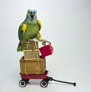 Crate Prints: Parrot with boxes in wagon