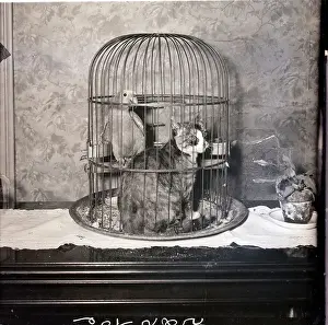 Parrot Prints: Parrot and Cat Seated in Cage