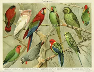 Tropical Climate Gallery: Parrots Chromolithograph 1896