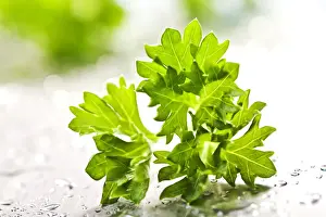 Fluids Prints: Parsley