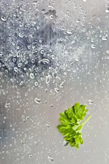 Herbs Prints: Parsley