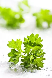 Herbs Prints: Parsley