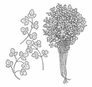 Prints of Dorling Kindersley Prints Unlock the world's wonders with Dorling Kindersley's captivating illustrations – where knowledge meets artistry in every stroke: Parsley