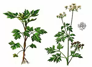 Plant Stem Gallery: Parsley or garden parsley (Petroselinum crispum)