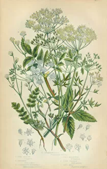 Images Dated 24th February 2016: Parsley, Honewort, Cryptotaenia, Marshwort, Goutweed, Victorian Botanical Illustration