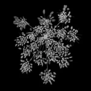 Radiography Collection: Parsley (Petroselinum crispum), X-ray