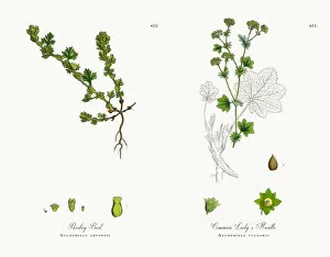 Images Dated 18th December 2017: Parsley Piert, Alchemilla arvensis, Victorian Botanical Illustration, 1863