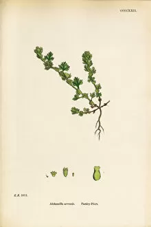 Images Dated 19th September 2017: Parsley Piert, Alchemilla arvensis, Victorian Botanical Illustration, 1863