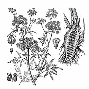 Spice Gallery: Parsnip, Coriander, Hartwort, Hemlock (Cicuta virosa)